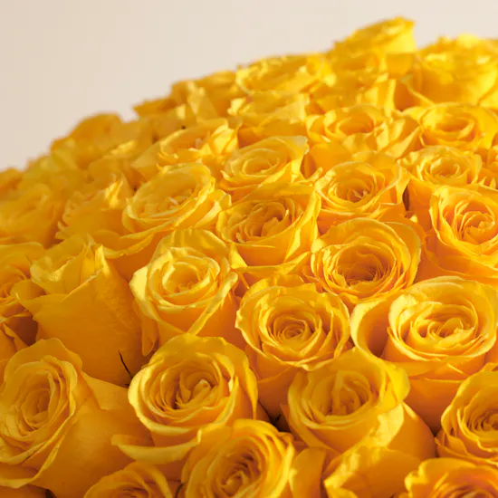 Yellow Roses Bouquet | 250 Flowers