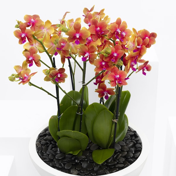 Amazing Orchid Plant Floward Qatar