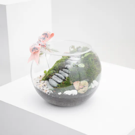 Refreshing Tropical Garden | Closed Terrarium