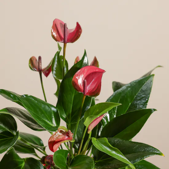 Striking Purple Anthurium Plant