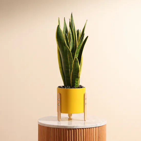 Elegant Sansevieria Laurentii Plant
