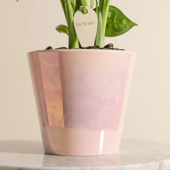 Blush Elegance Dieffenbachia Plant
