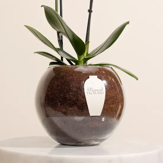 Light Orange Orchid Plant Pot
