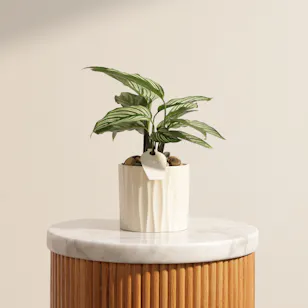 Unique Calathea Vittata Plant Vase