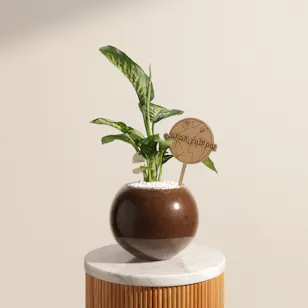 Tropical American Dieffenbachia Earth Day Plant