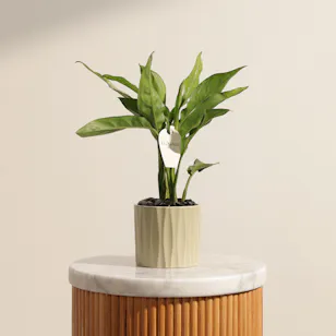 Fancy Aglaonema Maria Plant