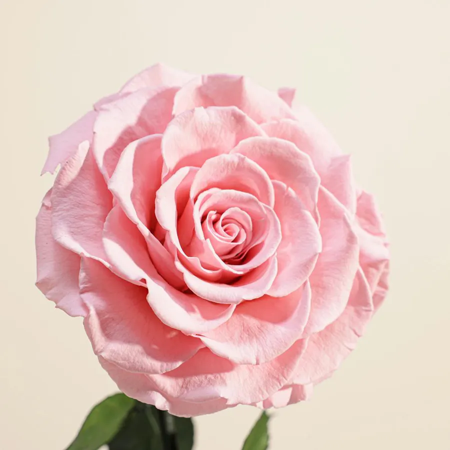 Pink Single Preserved Rose Dome  2