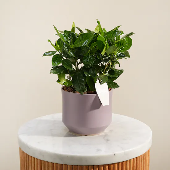 Dreamlight Gardenia Plant