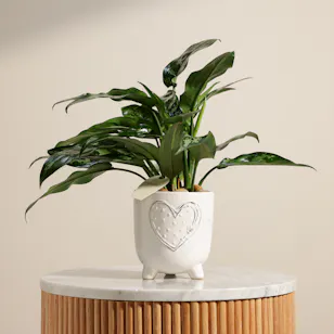 Passionate Aglaonema Maria Plant