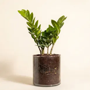 وعاء نبات الزاميا كولاس
