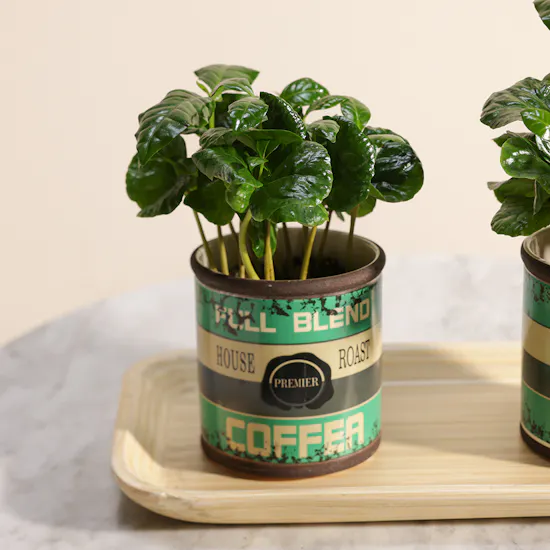 Special Coffea Arabica Plant