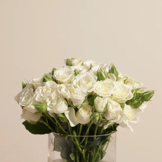 Pure White Baby Roses Vase | 18 Flowers