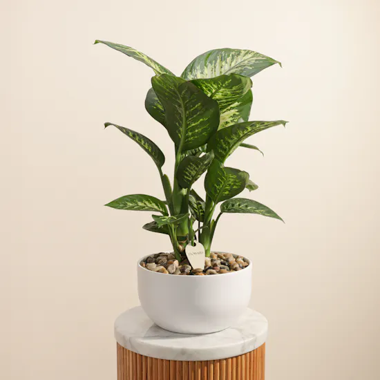 Stunning Large Dieffenbachia Plant
