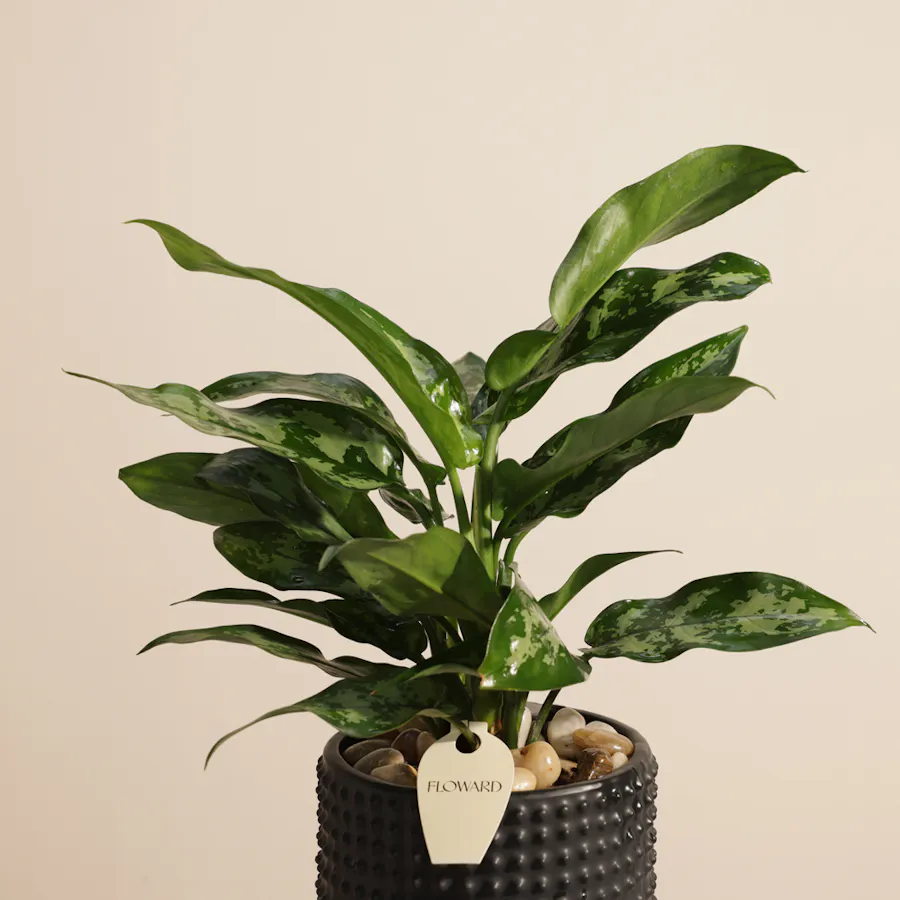 Botanical Aglaonema Maria Plant 5