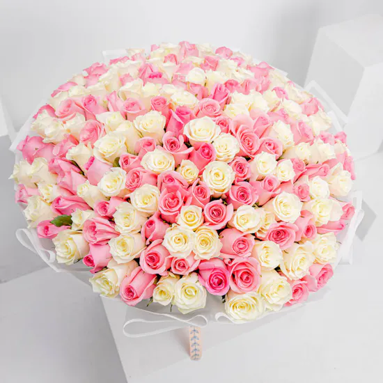 150 White and Revival Rose