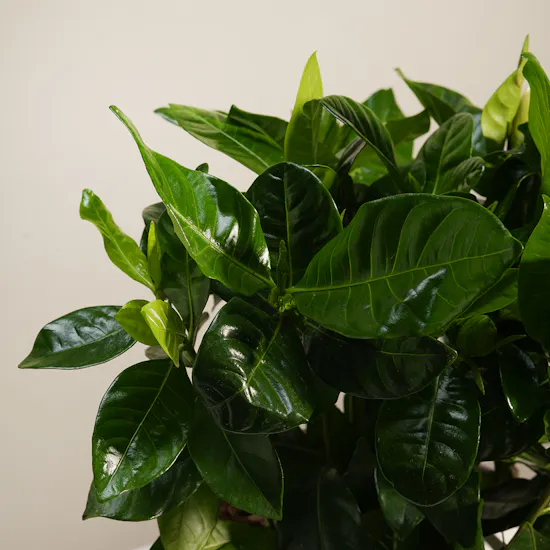 Dreamlight Gardenia Plant