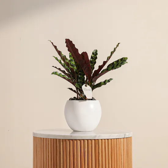 Calathea Lancifolia | Creamic Pot