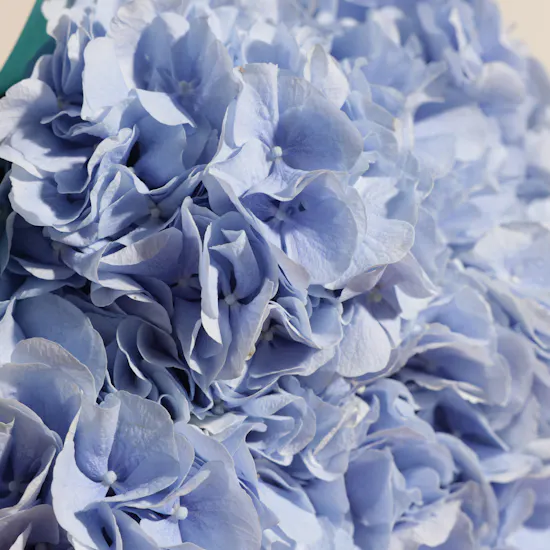 Light Blue Blooms Bouquet