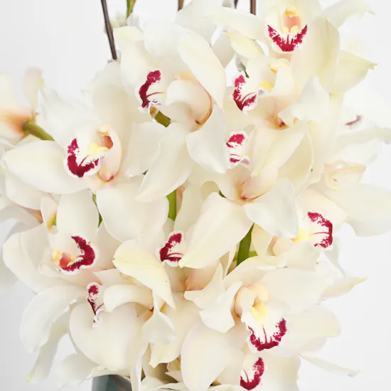 Modern Cymbidium | Ceramic Vase