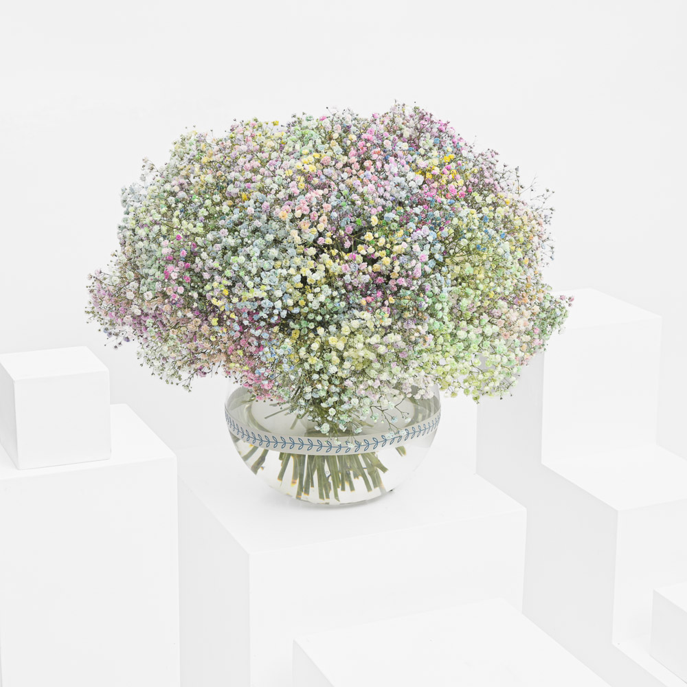 الجبسوفيلا اللطيفة | فازة  زجاج