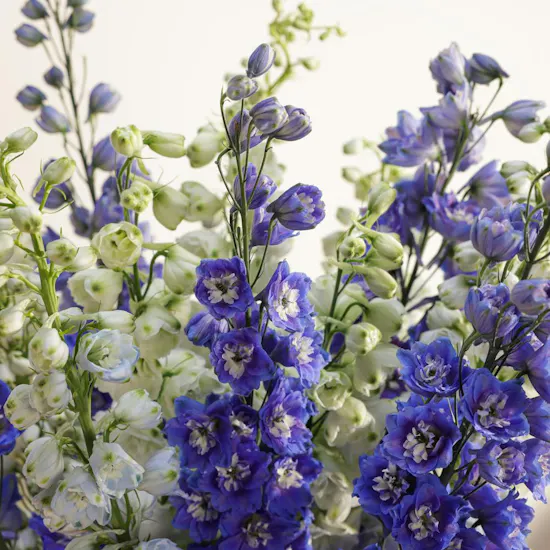 Charming Delphinium Luxury Vase