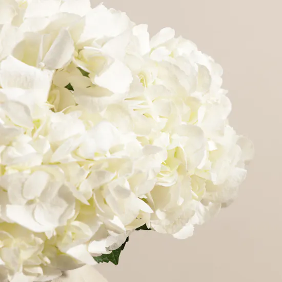 Pure White Hydrangea Vase