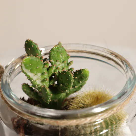 Unique Open Cactus Terrarium Plant