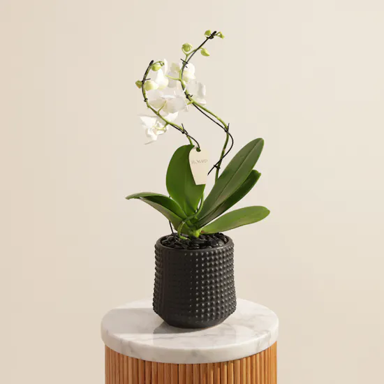 Majestic White Phalaenopsis Plant