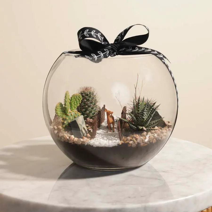 Delightful Mini Desert | Open Terrarium  2
