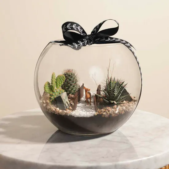 Delightful Mini Desert | Open Terrarium