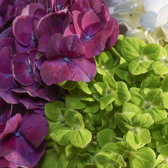 Delicate Hydrangea Vase