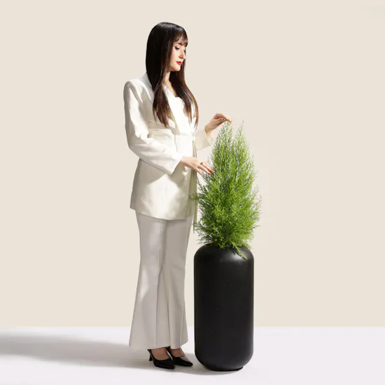 Light Big Cupressus Goldcrest Plant Pot