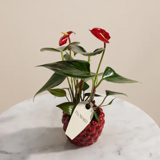 Fancy Red Anthurium Plant