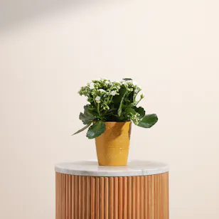 White Kalanchoe Plant