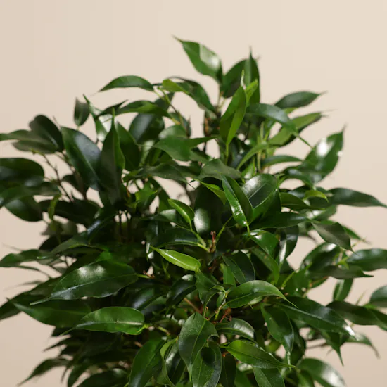 Delicate Ficus Benjamina Natasja Plant
