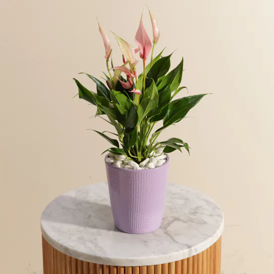 Pink Bliss Anthurium Plant
