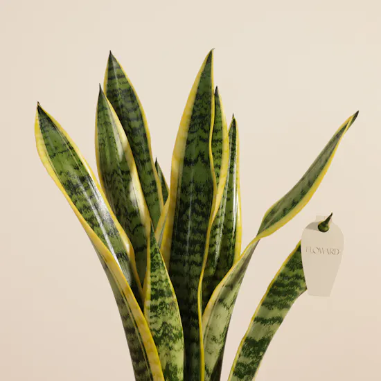 Elegant Sansevieria Snake Plant