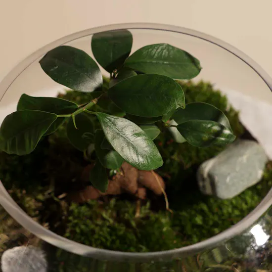Stunning Terrarium Vase