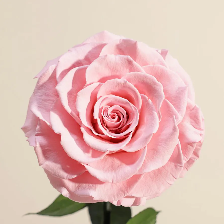 Pink Single Preserved Rose Dome  3