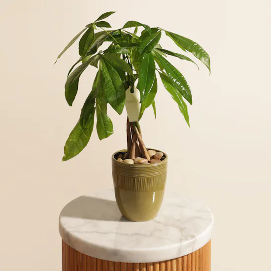 Beautiful Pachira Money Tree Plant