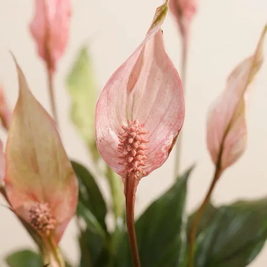 Delightful Peace Lilies Plant
