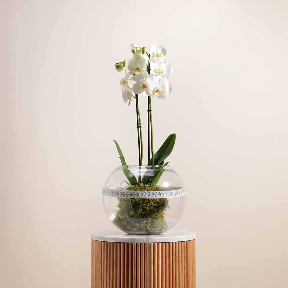 نبتة أوركيد أبيض | مزهرية دائرية