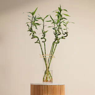Congratulation Dracaena Lucky Bamboo Plant Vase