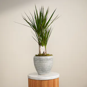 Warm Dracenia Plant Pot Warm Dracenia Plant Pot