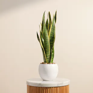 Sansevieria Trifasciata Laurentii Plant