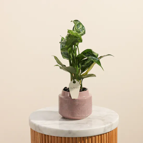 Charming Green Aglaonema Maria Plant
