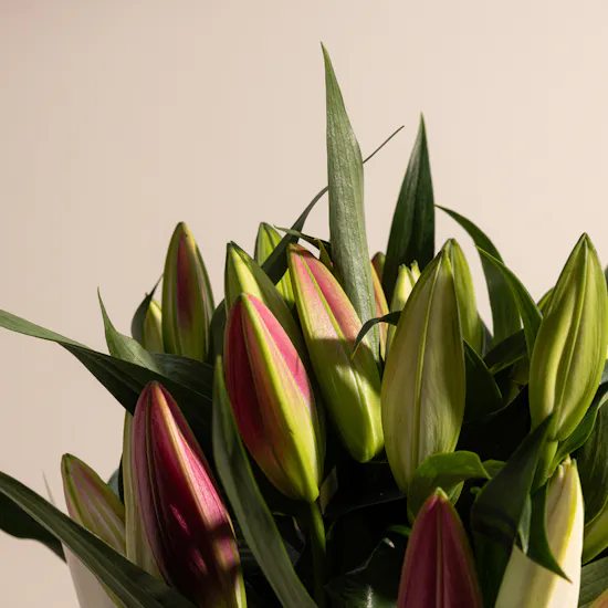 Enchanting Lilies | Cream Wrap