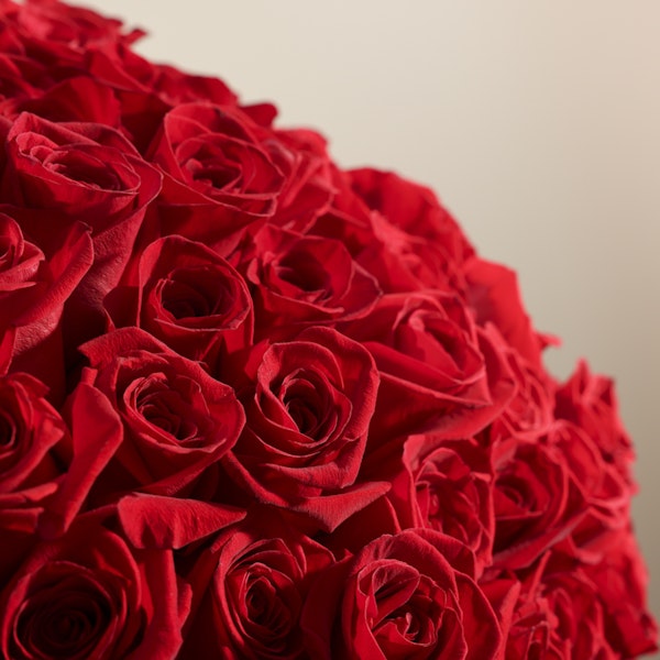 Showstopper | 250 Rose