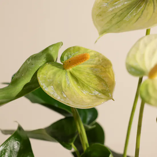 Fancy Yellow Anthurium Plant