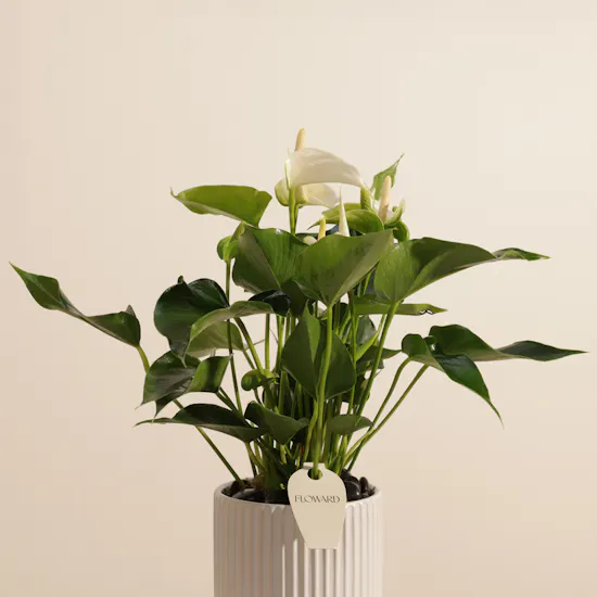 Elegant White Anthurium Plant